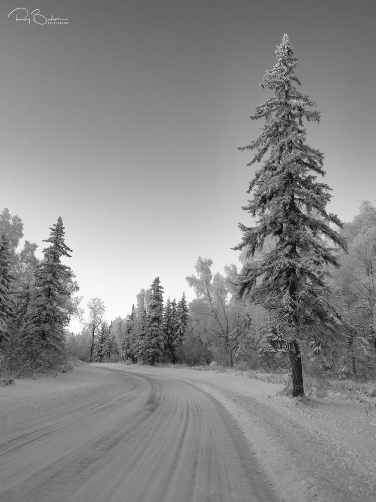 Hoarfrost covered pine tree along snow covered road in Southcentral Alaska. Winter. Morning.