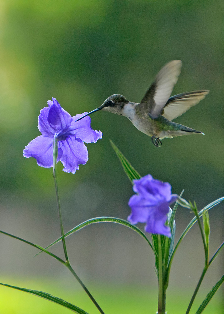 Choice Of Flowers Photography Art | Don Kerner Photography