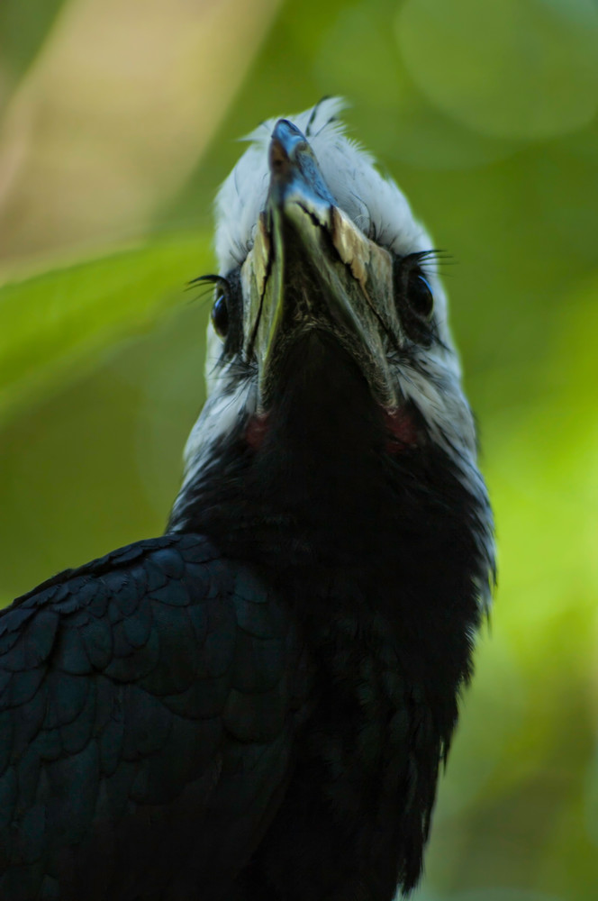 Long Lashes (White-crowned Hornbill - Berenicornis comatus)