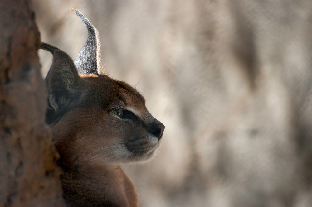 Caracal (Caracal felidae)