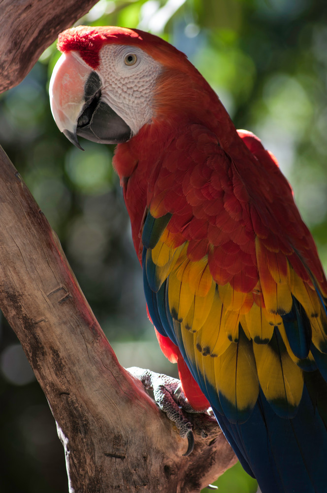 Scarlet Macaw Photography Art | Kathleen Messmer Photography