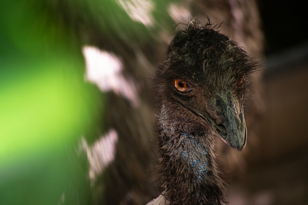 Emu Photography Art | Kathleen Messmer Photography