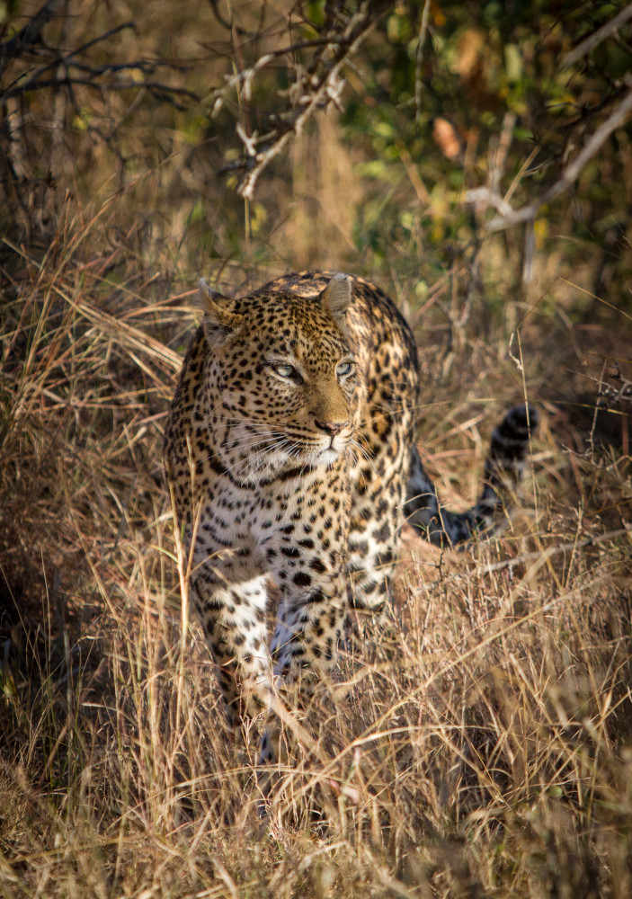 Female leopard emerging from brush