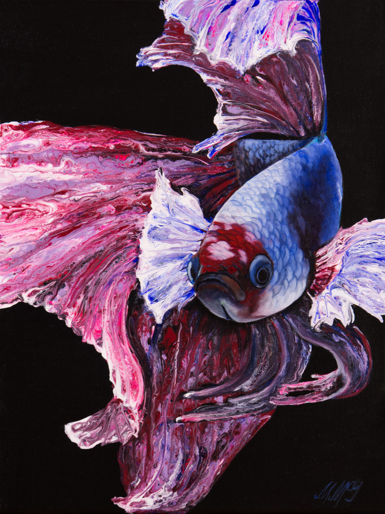 Phoenix Betta Fish Phoenix Betta Fish