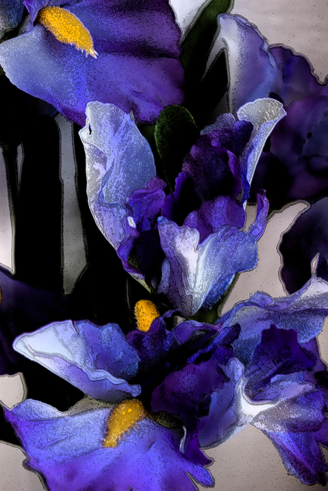 Irises (Iris) Photography Art | Kathleen Messmer Photography