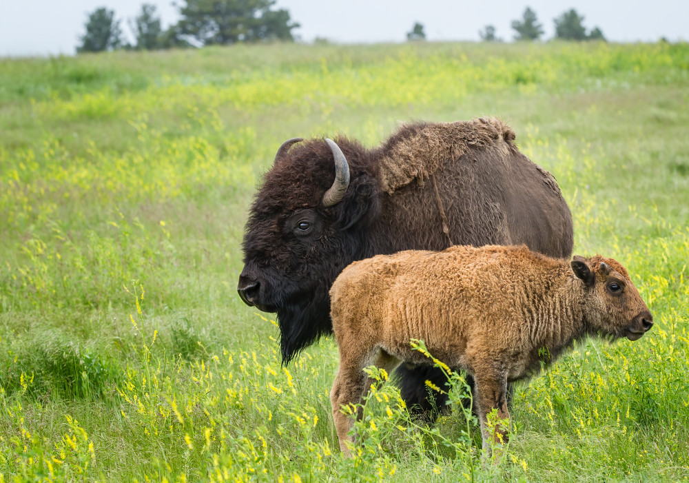 Bison cow with her calf in tall yellow clover