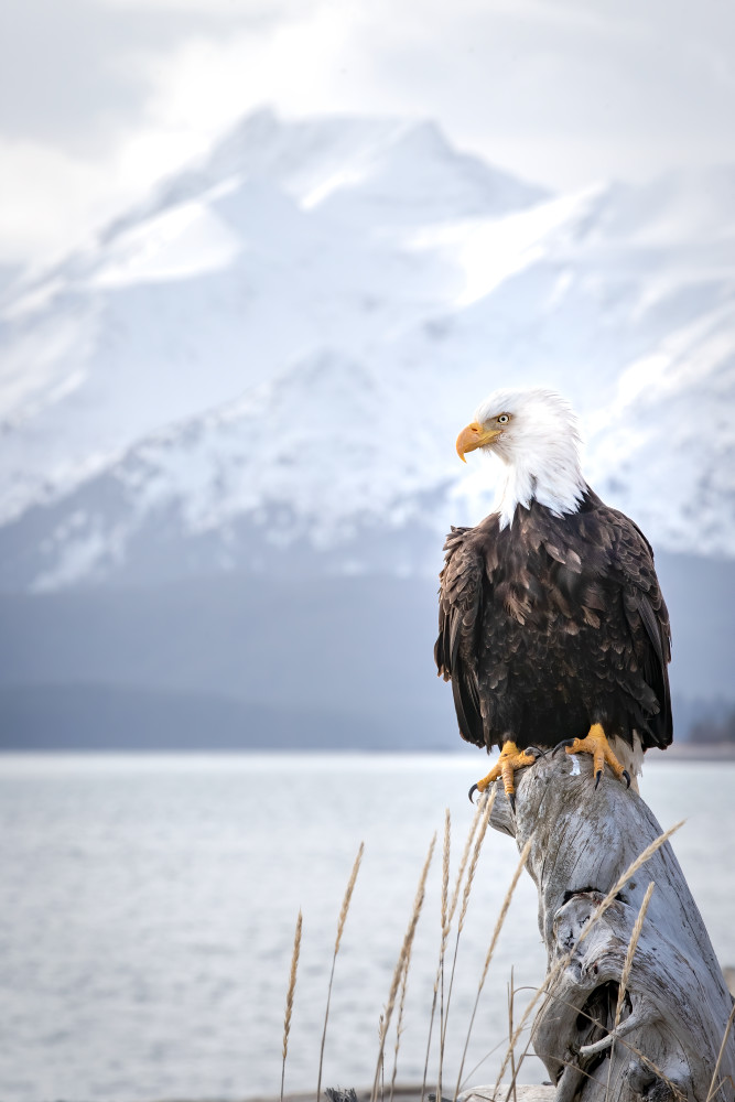 Bald Eagle perched with a gorgeous snowy mountain background