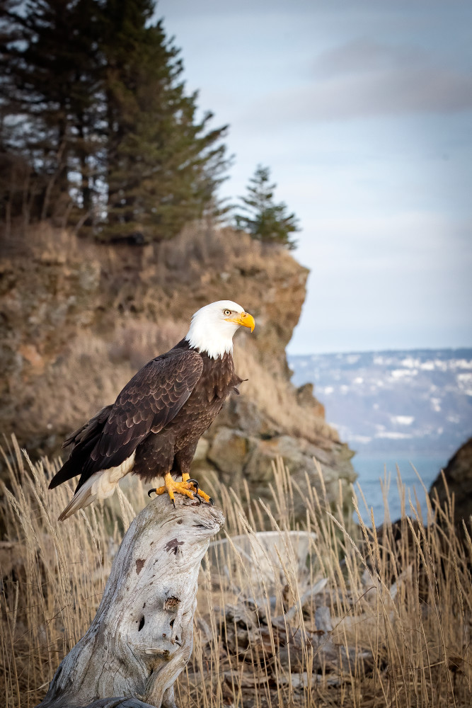 A Bald Eagle perching with a cliff and ocean as a background