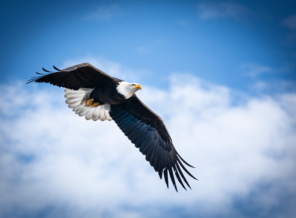 A Bald Eagle in a beautiful sky