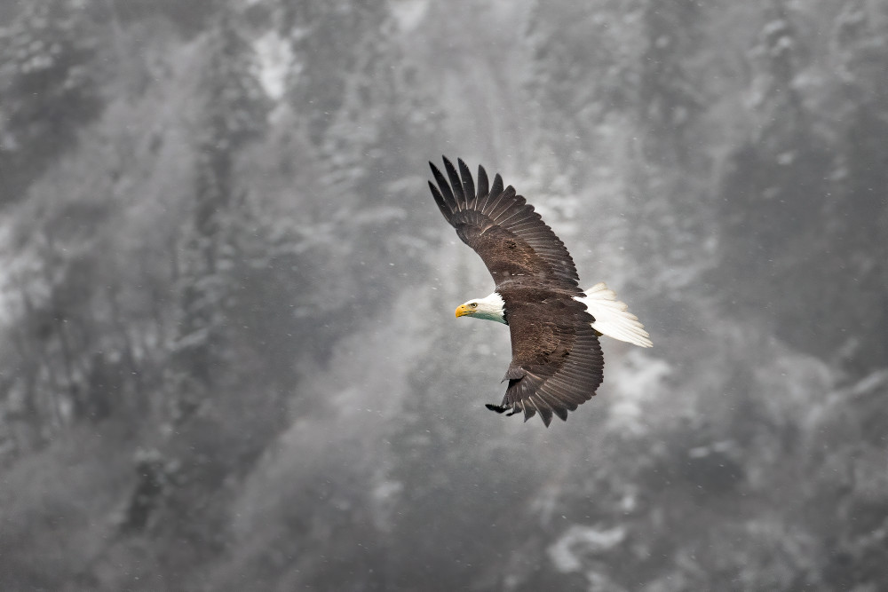 A bald eagle flying in snow against a snow covered cliff behind