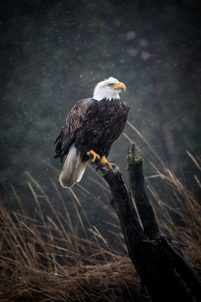 Perched bald eagle waiting out a snow storm