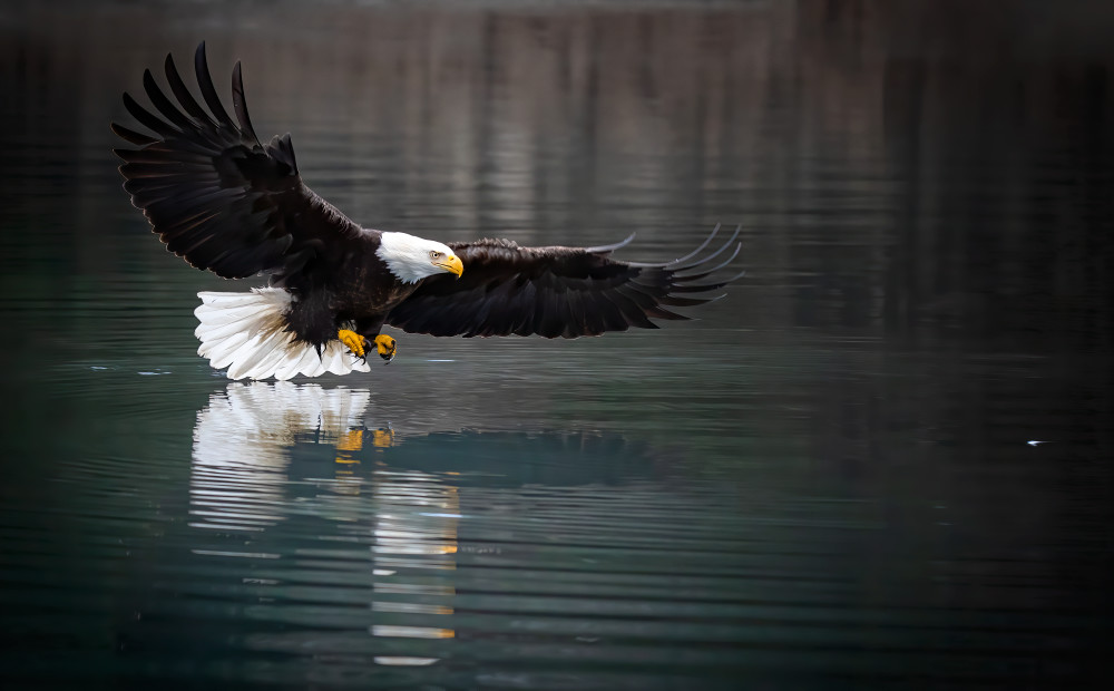 Bald Eagle moving in for a catch