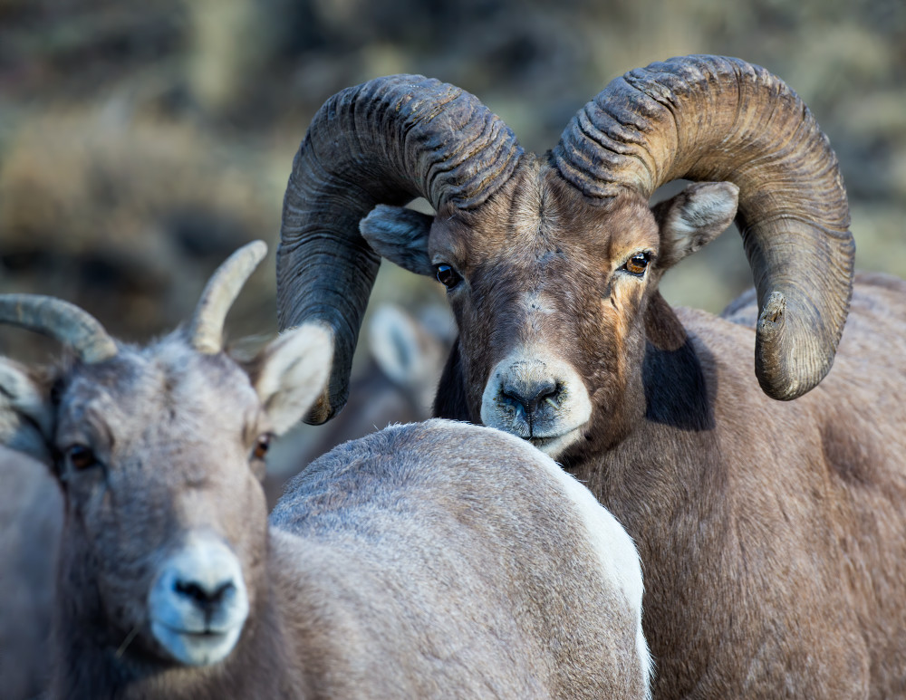 A Rocky Mountain Bighorn ram stares at me over a ewe he is chasing