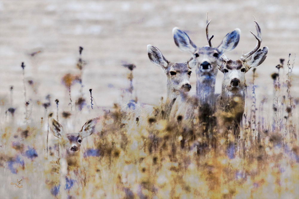 Deer Family 2
