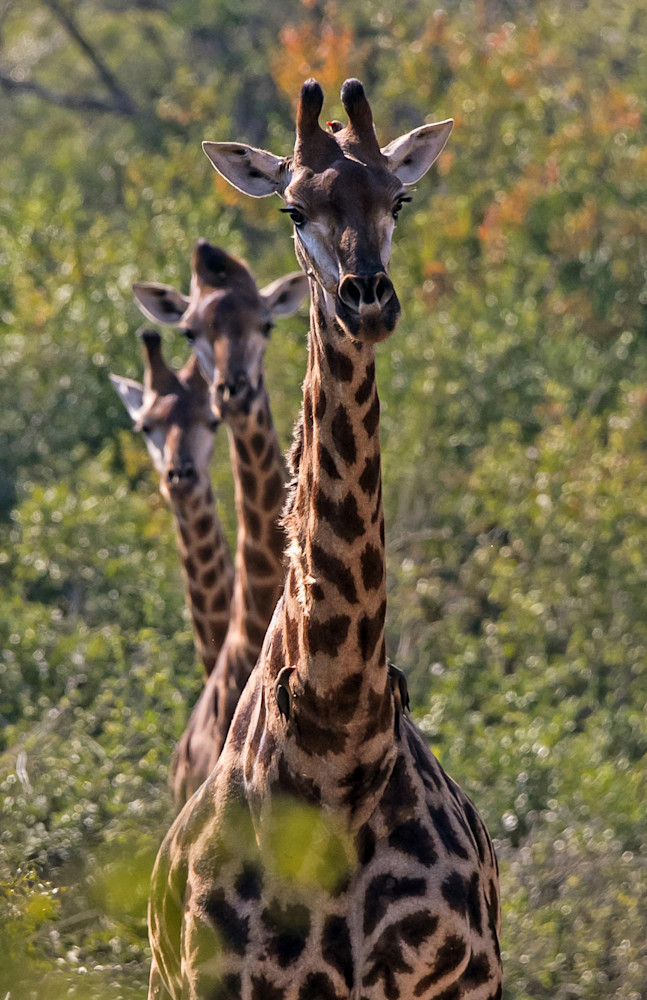 Three Giraffes  Photography Art | Aqua Clara Photography