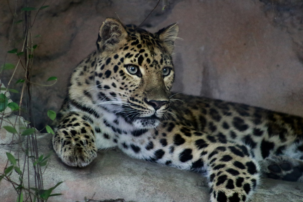 Leopard Audubon Zoo  Art | rozcoxosbornephoto.com