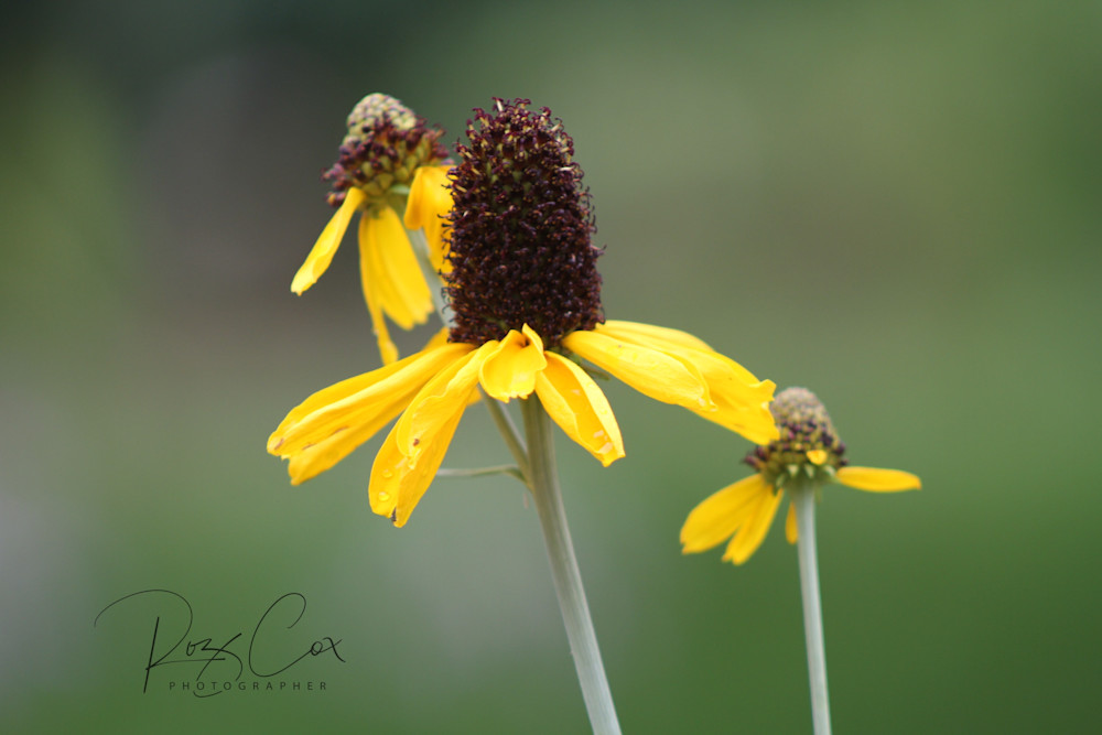 Yellow Corneflower