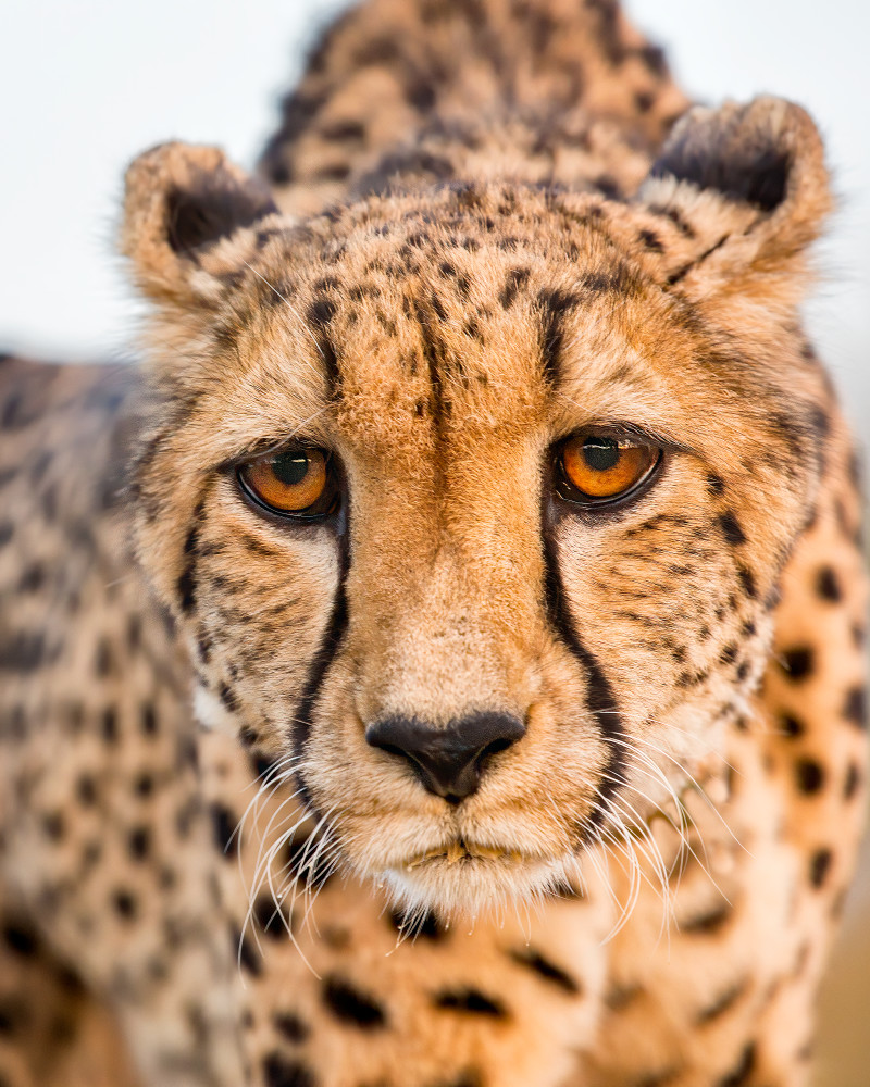 The face of a cheetah
