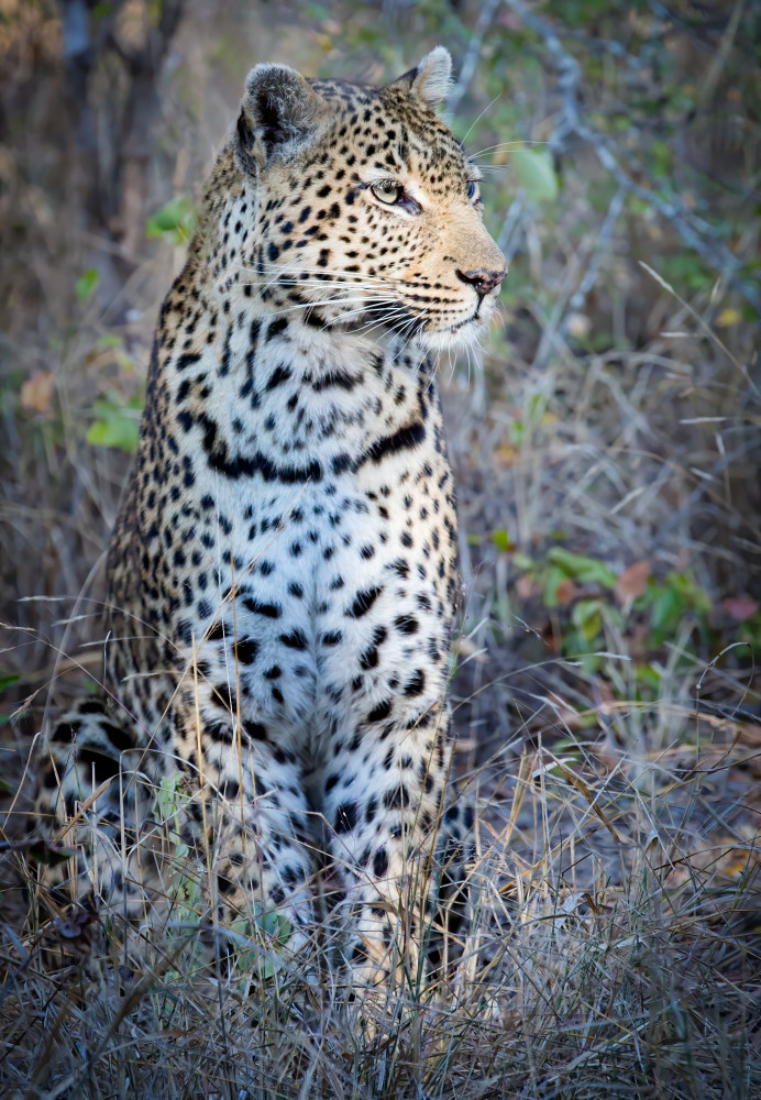A large male Leopard sits in the open