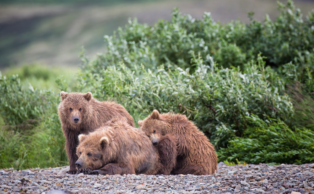 Brown bear Mom w 2 cubs