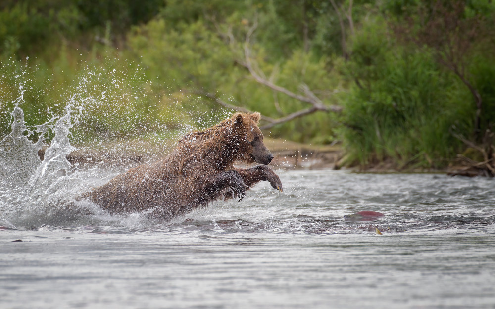 Diving Into Swirling Sockeye On A Small Katmai Creek  Art | URSUS NATURE PHOTOGRAPHY