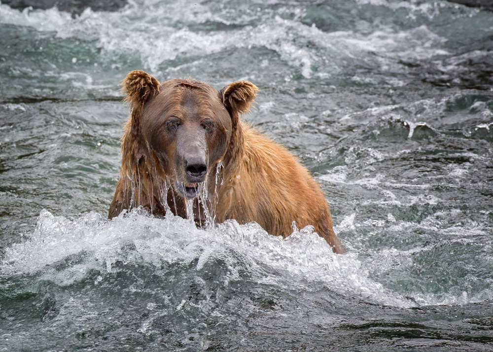 Just Coming Up Art | URSUS NATURE PHOTOGRAPHY