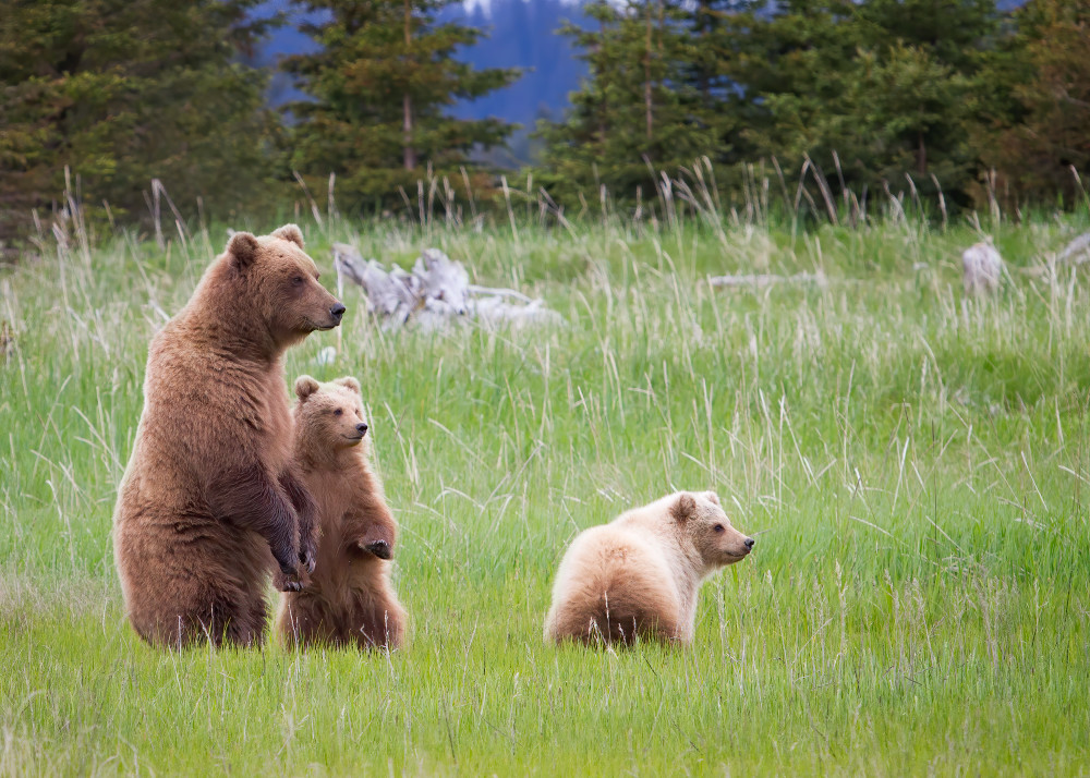 A brown bear family stands up to get a better look