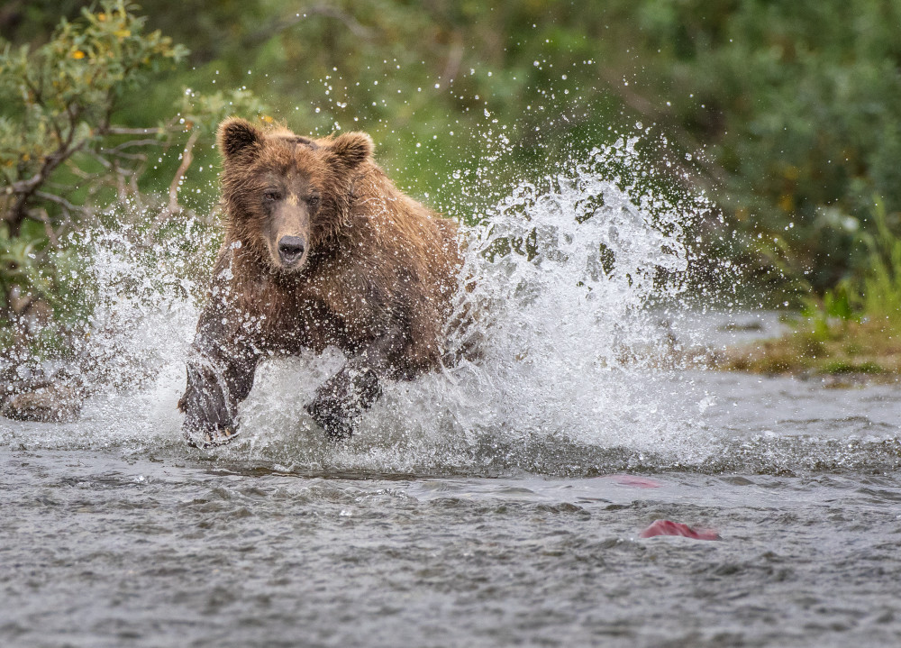 A red Brown Bear chases a Sockeye Salmon