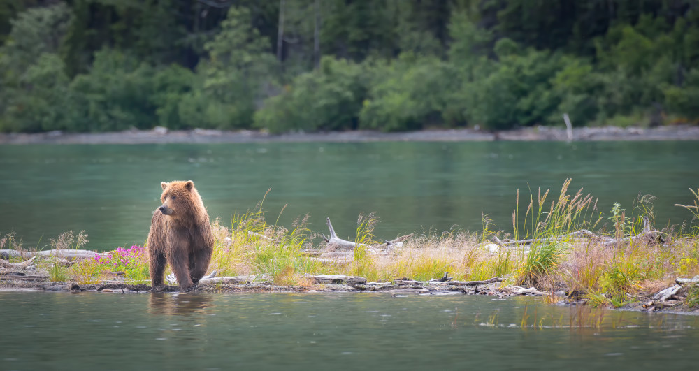 A Young Female Brown Bear Searches The Lake Shore For Dead Or Dying Fish Art | URSUS NATURE PHOTOGRAPHY