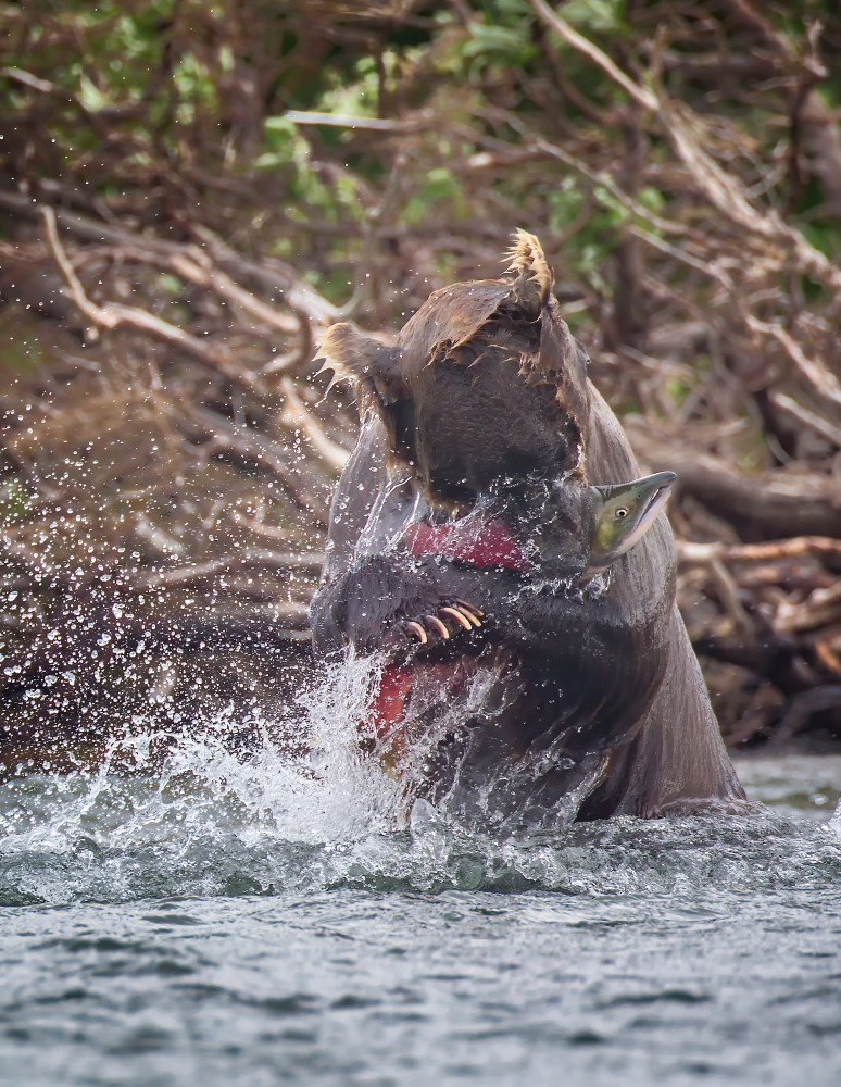 Brown Bear W Salmon In Clutch  Art | URSUS NATURE PHOTOGRAPHY