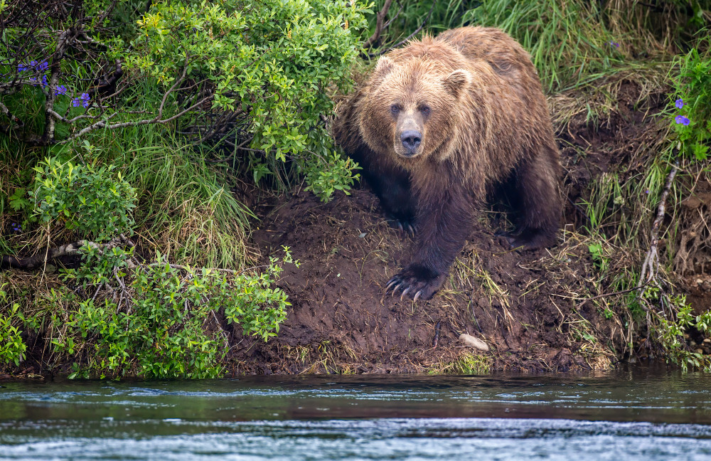 Brown bear viewing me from the river