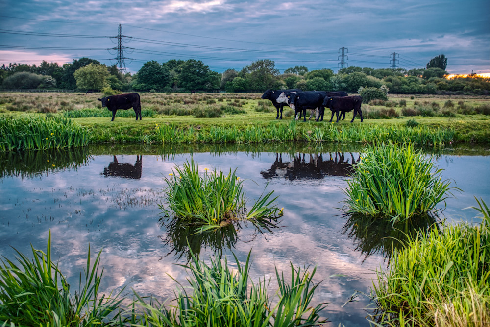 Cattle On Staines Moor Art | Martin Geddes Photography