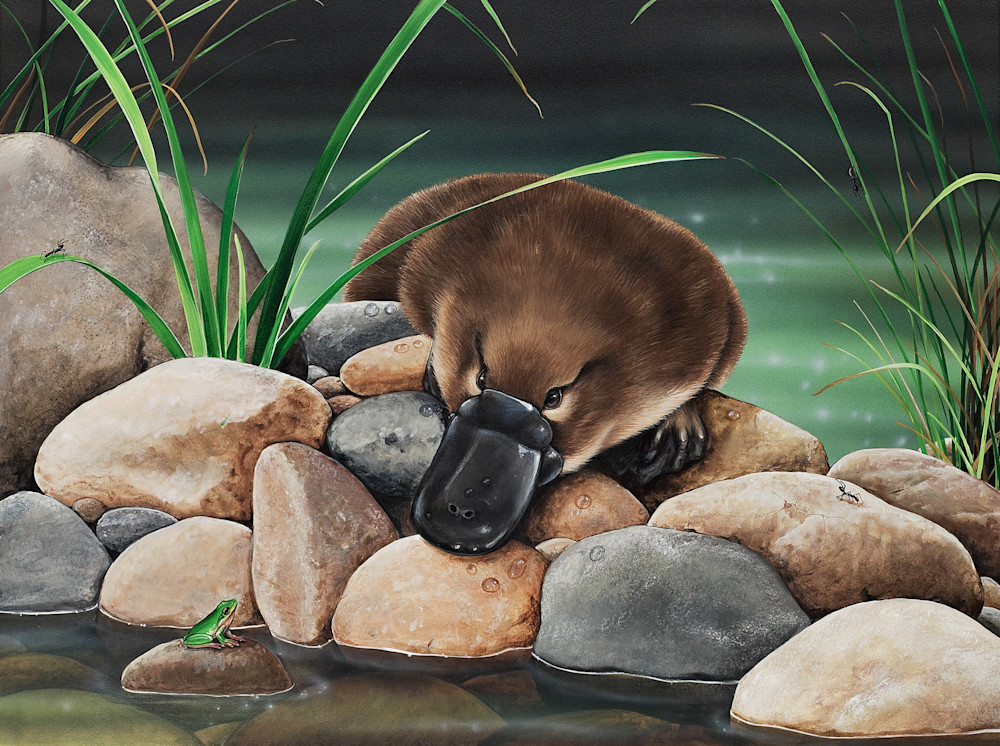 Platypus (Ornithorhynchus anatinus) and Eastern Dwarf Tree Frog (Litoria fallax) Australian Wildlife Art by Natalie Jane Parker