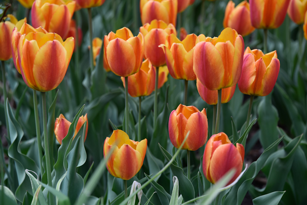 Tulips 3 Denver Botanic Gardens 2019 Photography Art | Steve Rotholz Photography