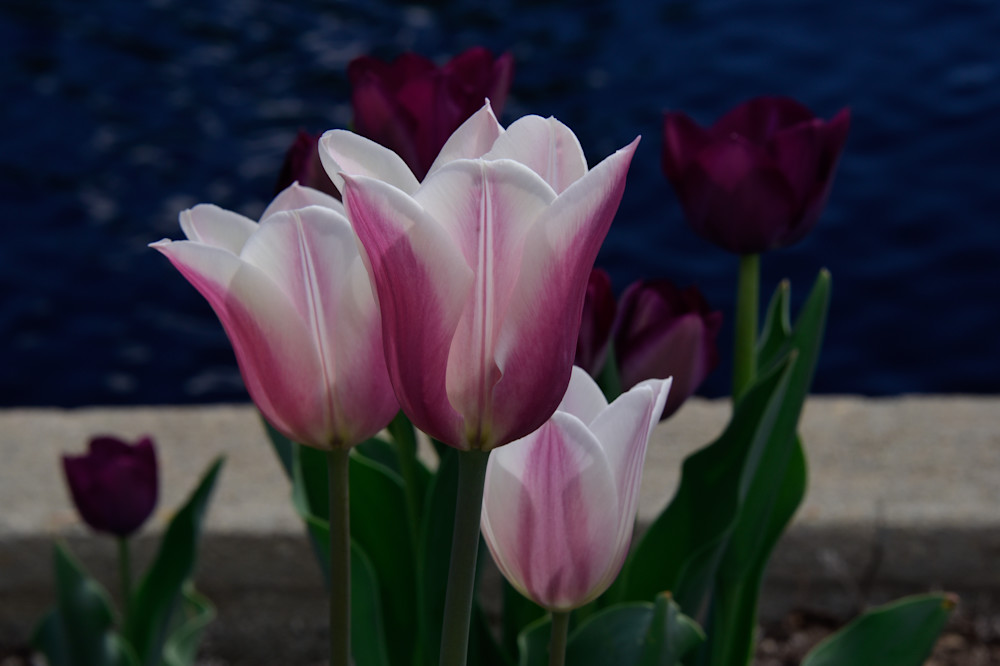 Tulips Denver Photography Art | Steve Rotholz Photography