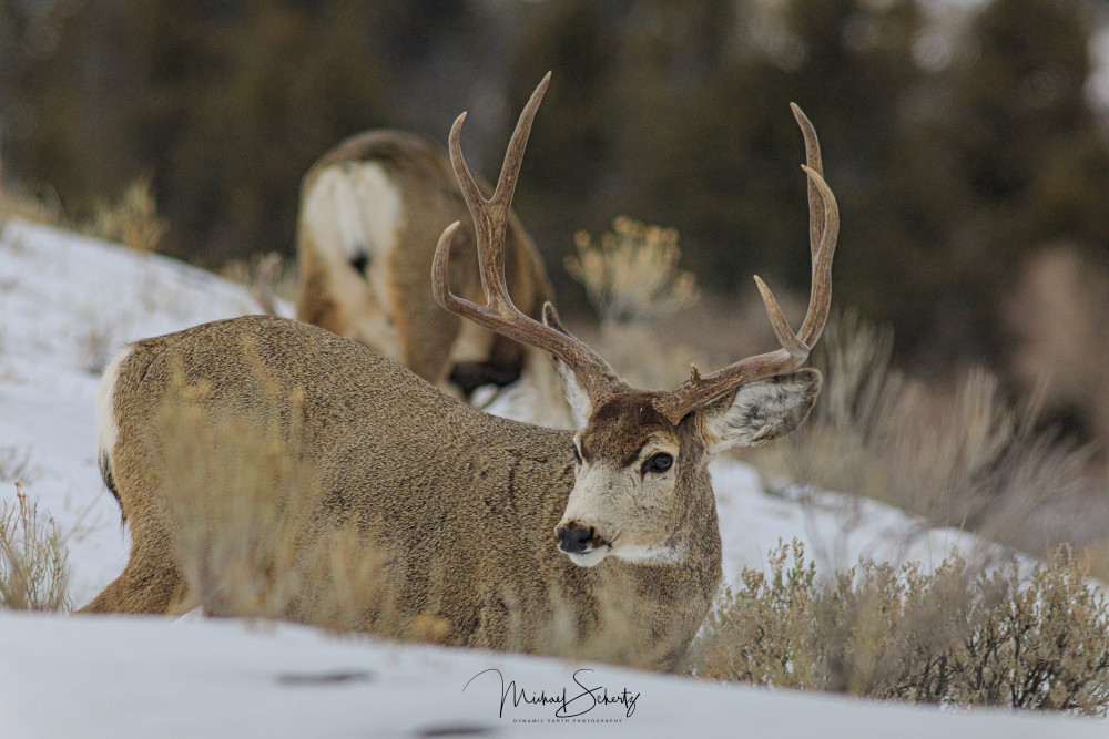 Muley Monster Stag Photography Art | dynamicearthphotos