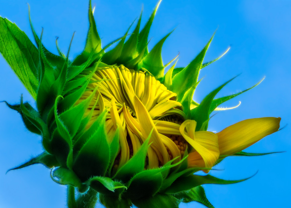 Sunflower Series03 Art | Mark Steele Photography Inc