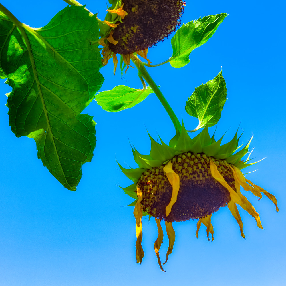 Sunflower Series25 Art | Mark Steele Photography Inc