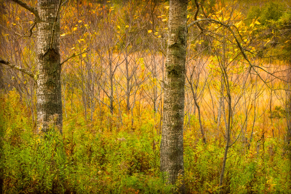 Golden Trees, Autumn in Maine