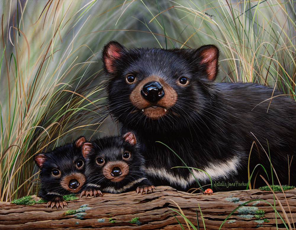 Tasmanian Devil (Sarcophilus harrisii) with Joeys Australian Wildlife Art by Natalie Jane Parker