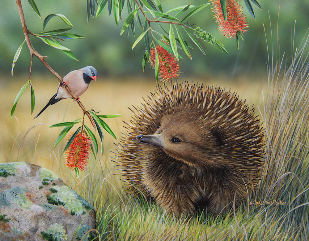 Short-beaked Echidna (Tachyglossus aculeatus) with a Long-tailed Finch (Poephila acuticauda) Australian Wildlife Art by Natalie Jane Parker