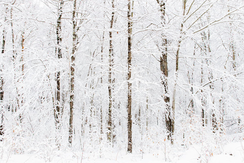 Winter Trees 2020 Photography Art | Kurt Gardner Photography Gallery