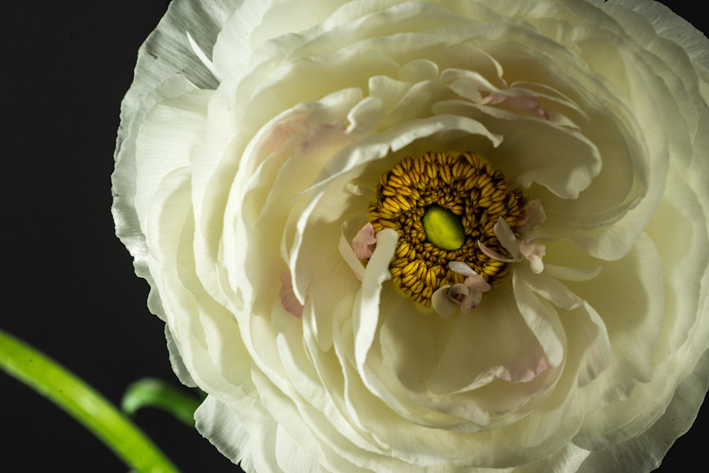 Botanicals: Ranunculus #1 - flower macro photograph print Botanicals: Ranunculus #1 - flower macro photograph print
