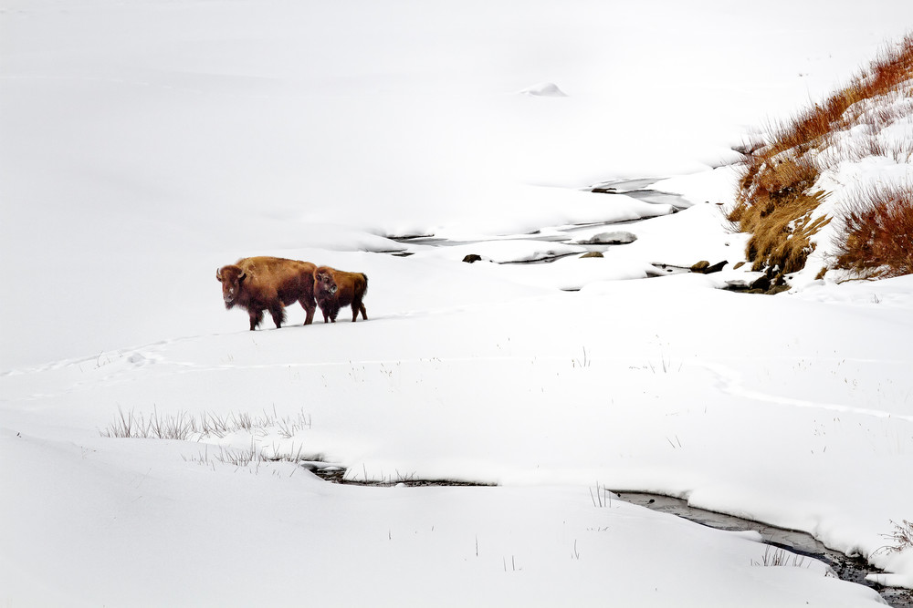 Yellowstone Wild Buffalo Winter Scene
