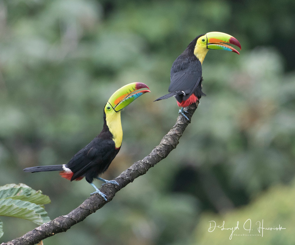 Friends Forever, PhotoDiscoveries, Toucan