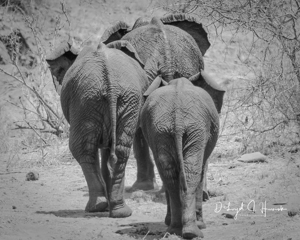 3 elephants walking away, leaving