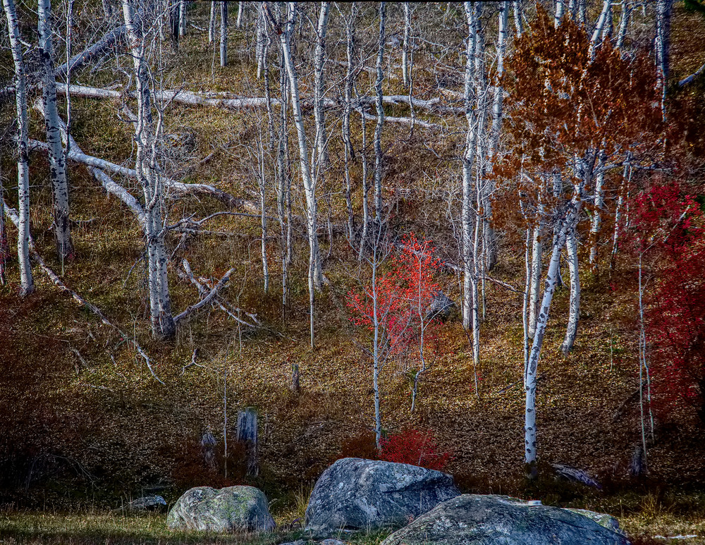 Tree Spirits 13 Photography Art | TheSpiritographer
