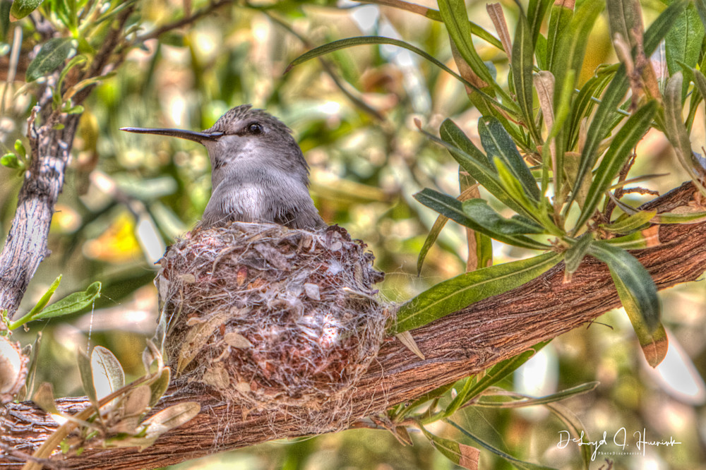 Hummingbird, Nest, nesting