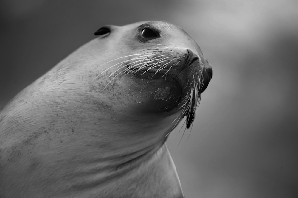 California Sea Lion Photography Art | Dona Tracy - Photographic Illustration 