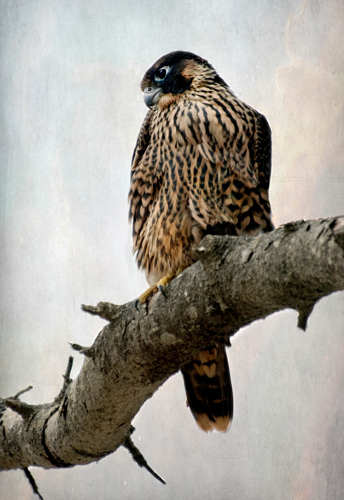 Young Peregrine Falcon Photography Art | Dona Tracy - Photographic Illustration 